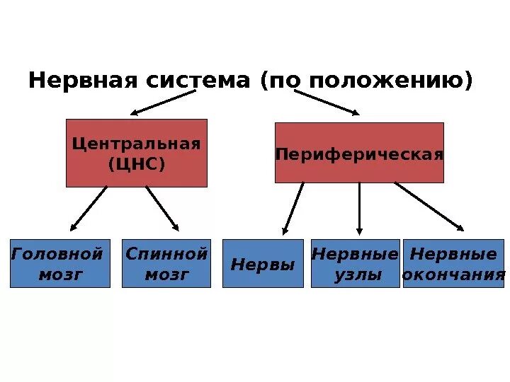 Нервная система ЦНС И ПНС. Центральная и периферическая нервная система. Части нервной системы схема. Строение центральной и периферической нервной системы. Центральная и периферическая нервная система функции