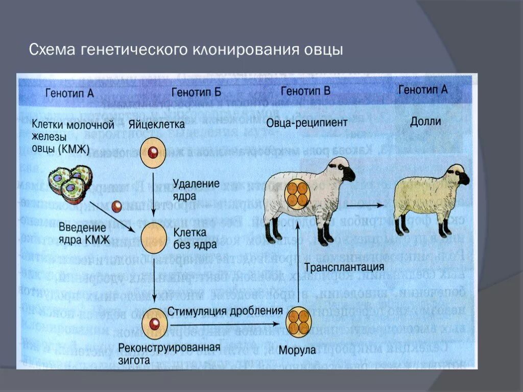 Клонирование приложений pro. Клонирование долли схема. схема генетического клонирования овцы долли. этапы клонирования овечки долли. клонирование на примере овечки долли.