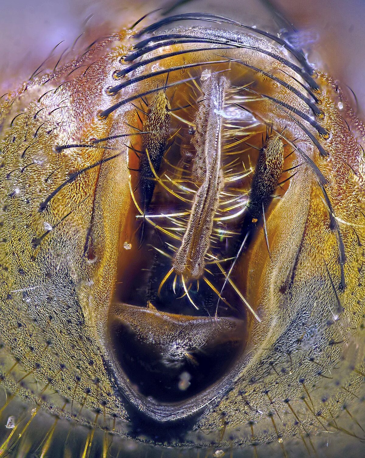 Мошка под микроскопом фото. Хоботок мухи. Астраханская мошка под микроскопом. Зубы мошки под микроскопом. Астраханская мошкара под микроскопом.