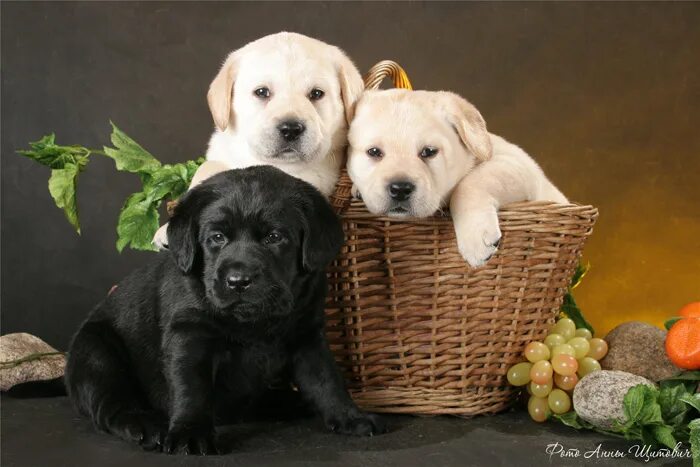 Питомник puppies