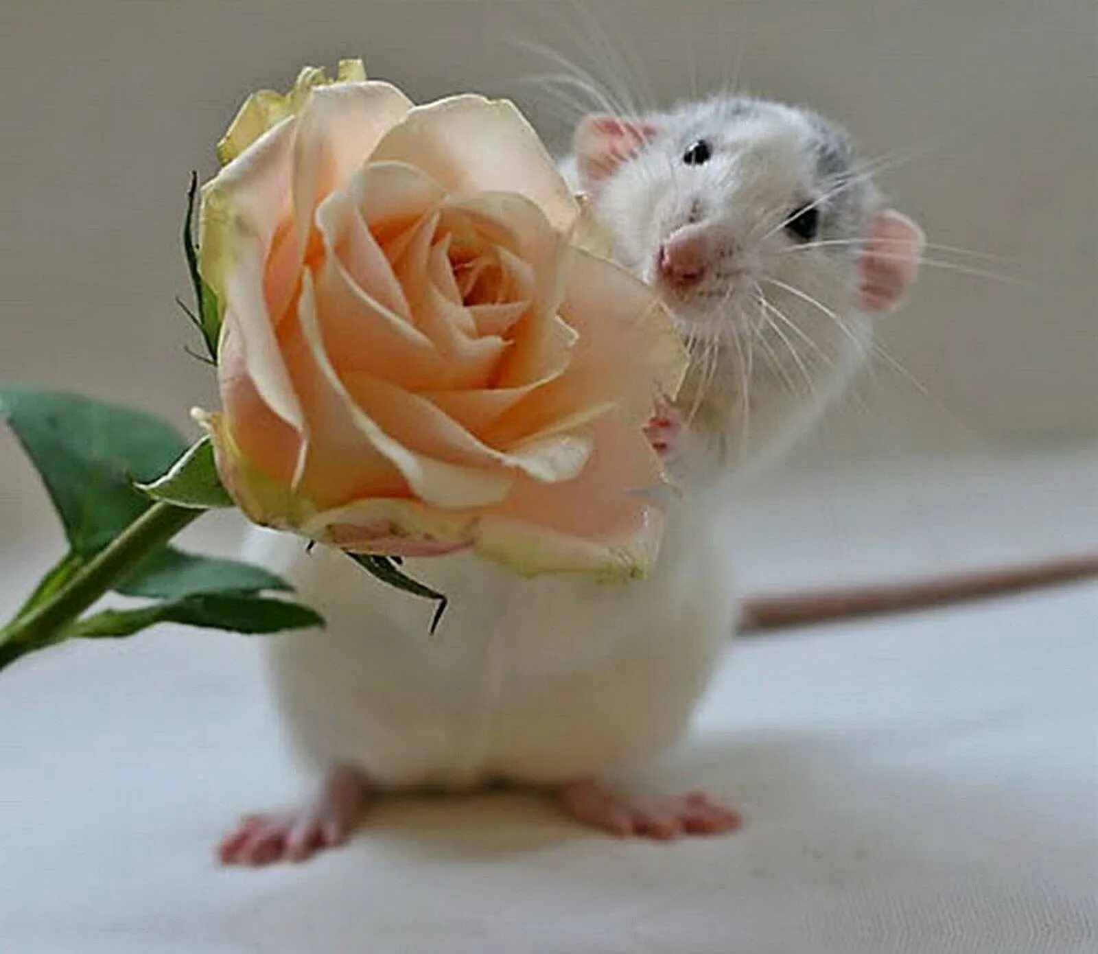 Поздравление хомяка. Хомяк с цветочком. Хомячок с цветами. Крыса с букетом. Крыса с цветочком.