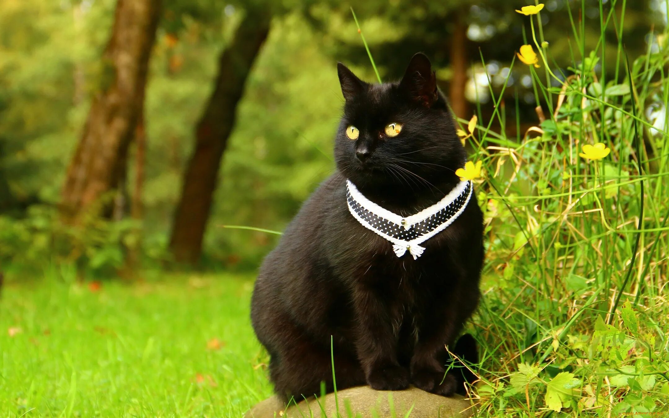 Бомбейская кошка длинношерстная. Бомбейская кошка пушистая. Черные коты. Красивый черный кот.