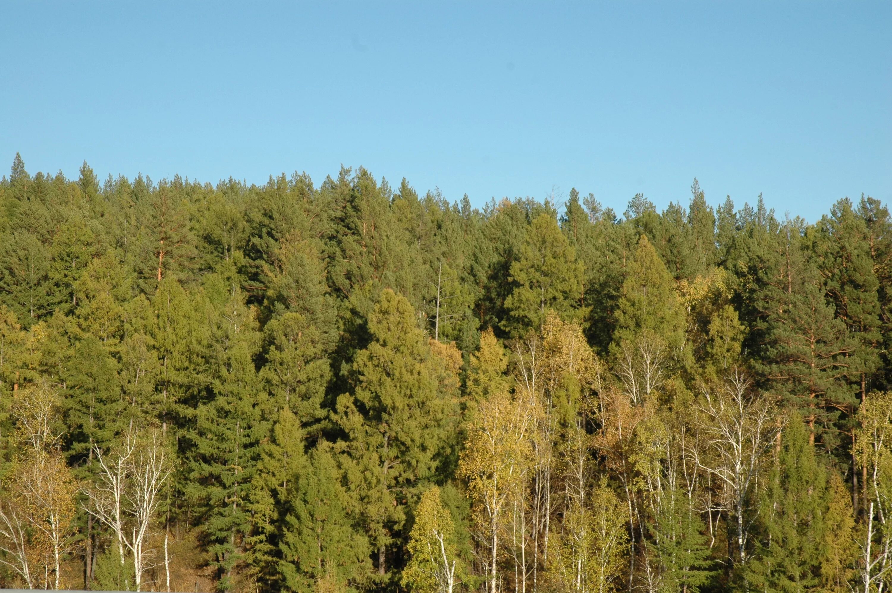 Лес в забайкальском крае