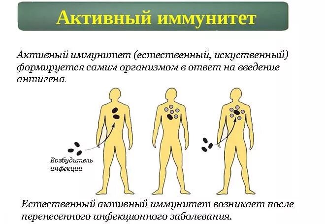 Активный иммунитет это. Активный иммунитет. активный и пассивный иммунитет. активный искусственный иммунитет формируется. искусственный активный иммунитет формируется после.