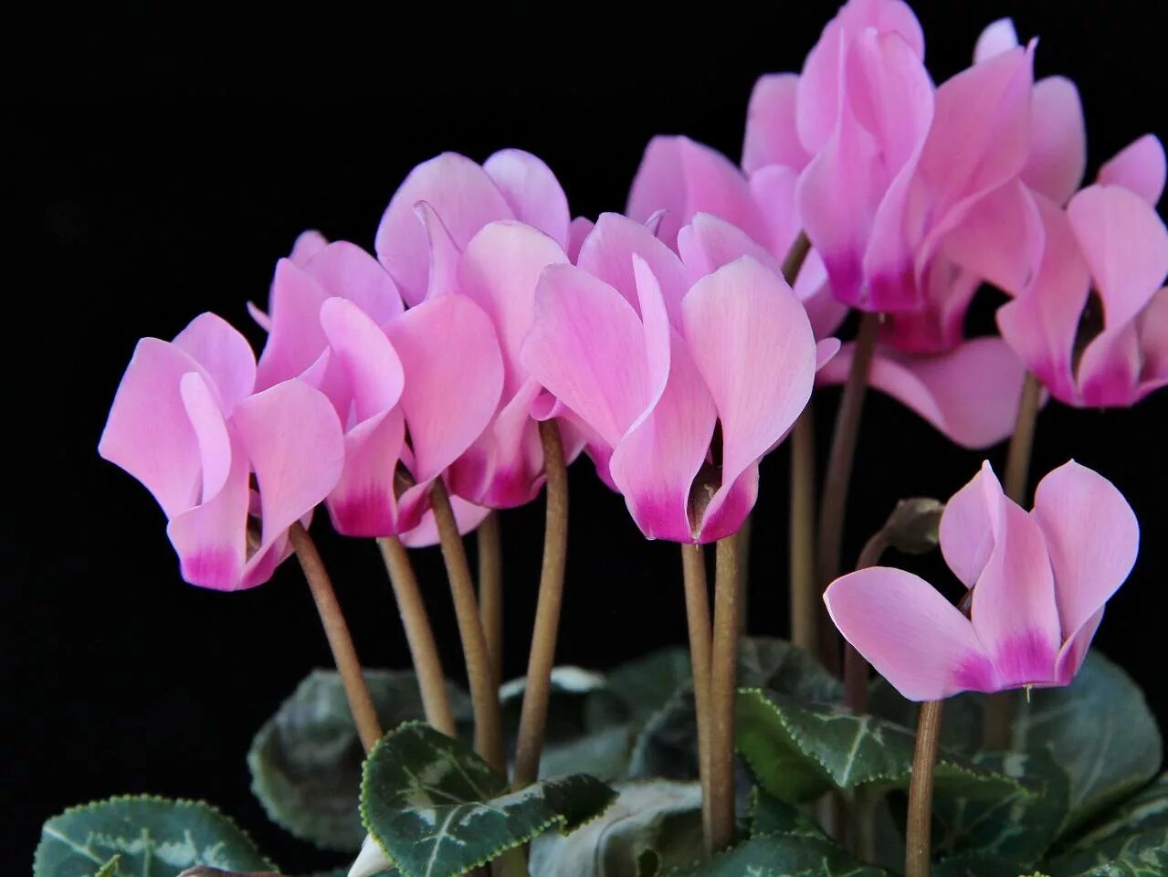 Цикламен Альпийская фиалка. Цикламен персикум. Цикламен персидский (Cyclamen persicum. Цикламен дряква Альпийская фиалка. Цикламен фото и описание