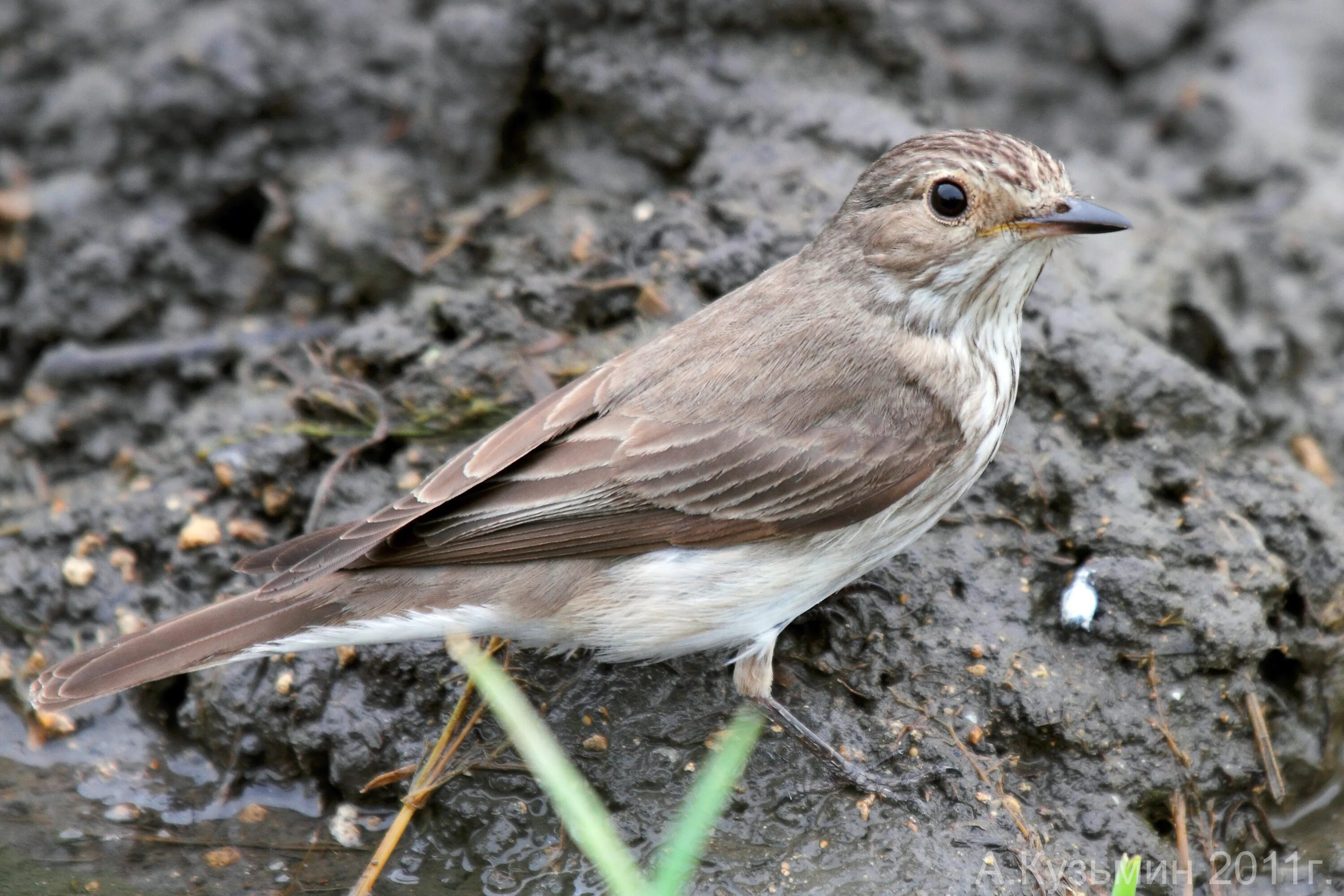 Похож на воробья но меньше. Серая мухоловка (Muscicapa striata). Маленькая серая птичка мухоловка. Мухоловка серая – Muscicapa striata (Pallas, 1764). Соловей и мухоловка.