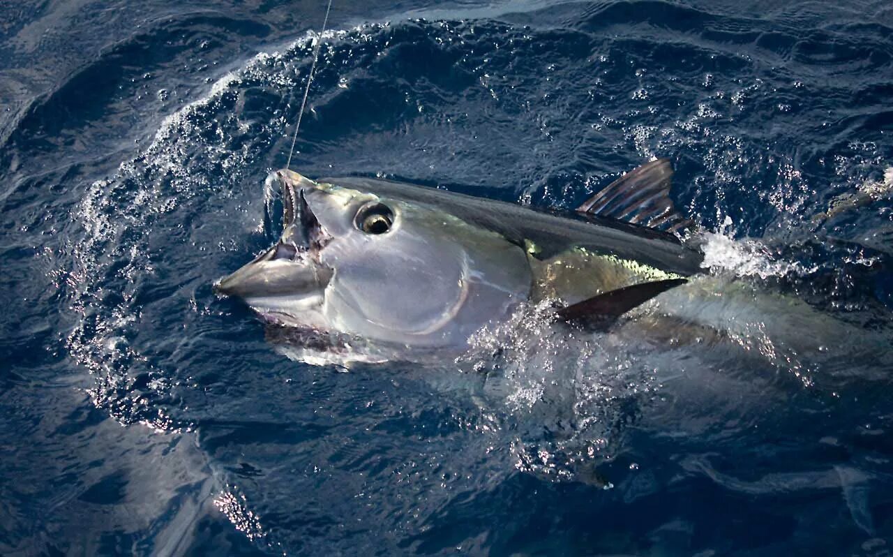 рыба 2012 года