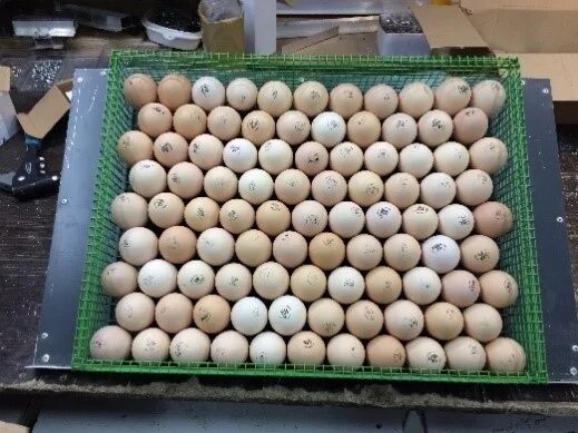 Сколько собирать яйца для инкубатора. Укладка яиц в инкубатор. Закладка яиц в инкубатор. Правильная укладка яиц в инкубатор. Расположение яиц в инкубаторе.