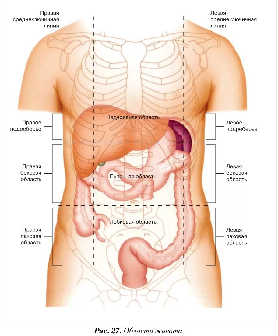 9 областей живота. Внутренние органы под левым ребром спереди. Отделы брюшной полости анатомия. Брюшная полость анатомия схема. Проекция органов брюшной полости.
