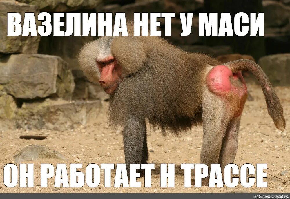 Обезьяна гамадрил. Мемы с обезьянами. Обезьяна Мем.