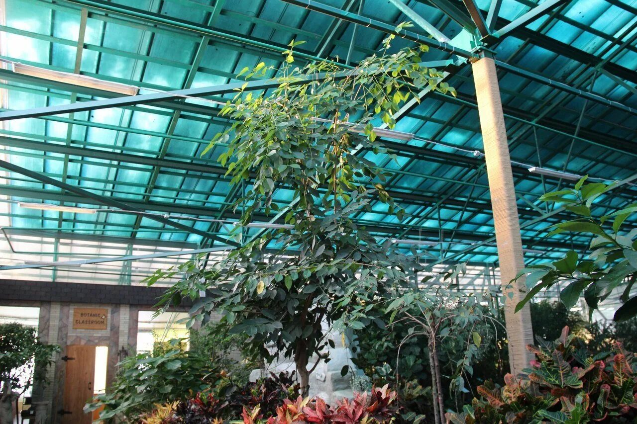 Ботанический сад посещение. Ботанический сад вологда официальный сайт. Ботанический сад вологда. Ботанический сад вологда. Ершовский переулок 10а вологда ботанический.