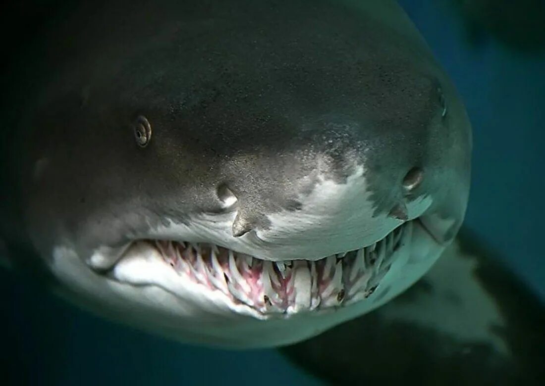Страшная акула в мире. Шестижаберная акула. Злая акула.