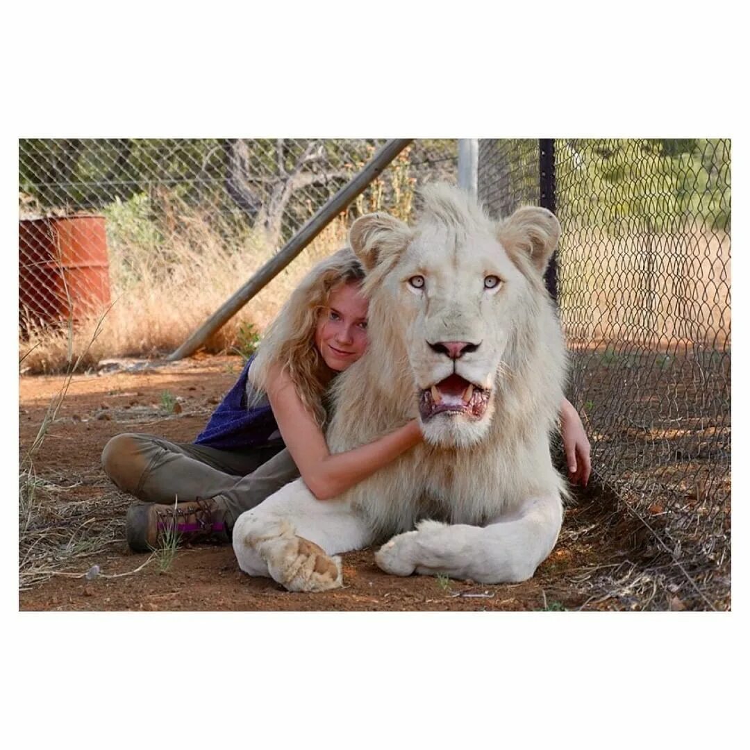 Мне белый лев. Миа и белый лев. Альбинизм у льва. Мне белый лев. Красивый белый лев.