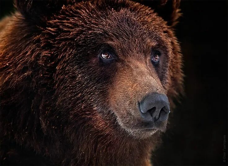 Нос медведя. Бурый взгляд. Медвежьи глаза. Гризли и бурый медведь. Нос медведя.