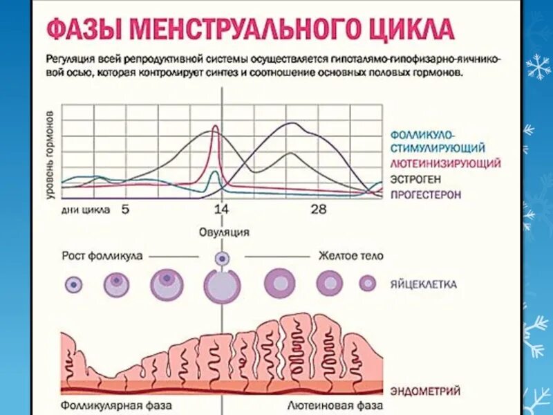 Уровни гормонов в разные фазы менструального цикла. Женские половые гормоны в 1 фазу менструального цикла. Фаза секреции менструационного цикла. 3 День месячных какая фаза. Второй цикл менструационного цикла