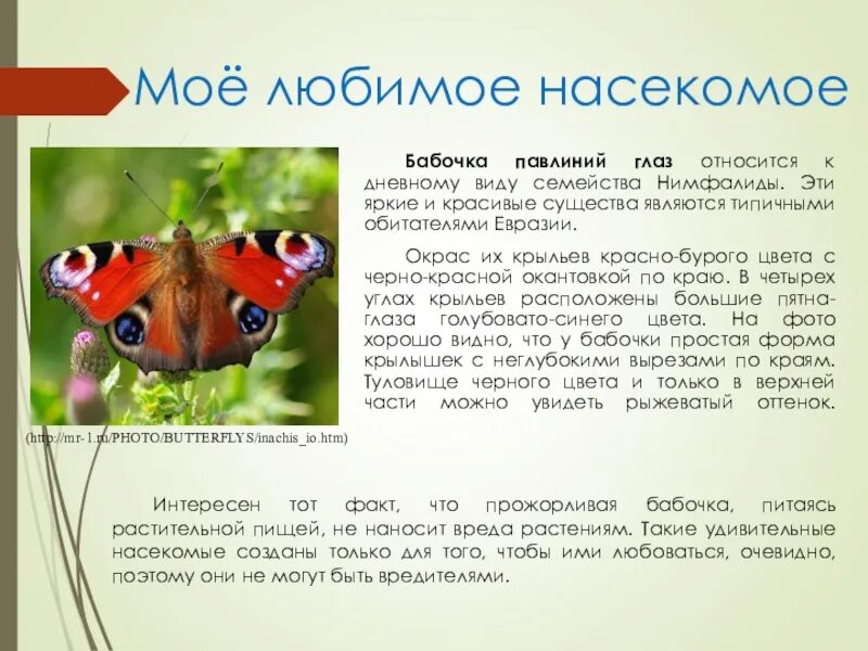 Жизненный цикл бабочки павлиний глаз. Рассказ о бабочке павлиний глаз 2 класс окружающий мир. Дневной павлиний глаз красная книга. Бабочка павлиний глаз описание.