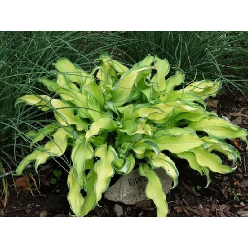 Хоста риппл эффект. Хоста ripple effect. Хоста рипли эффект. Хоста ripple effect. Хоста золотой рипл эффект.