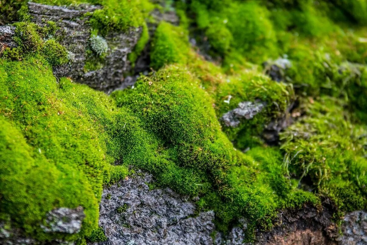 Искусственные мхи и лишайники. Мхи Bryophyta. Мох криспулус. Мох Грин Мосс. Мох болмос Грин.