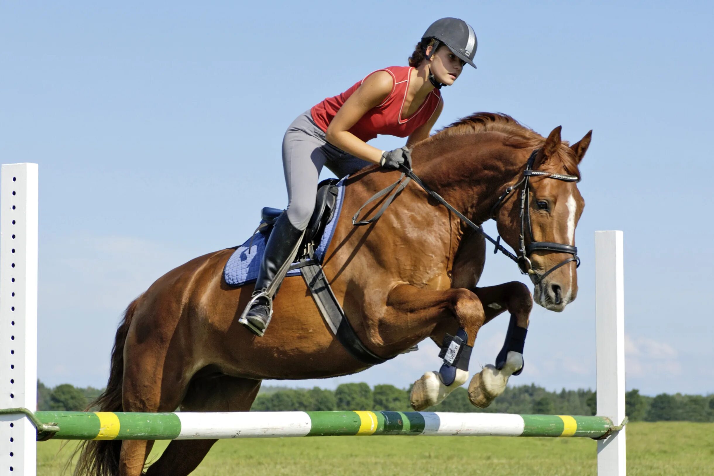 Sports horses. Тракененская лошадь конкур. Sports horses. Конкур. Equito equestrian конкур.
