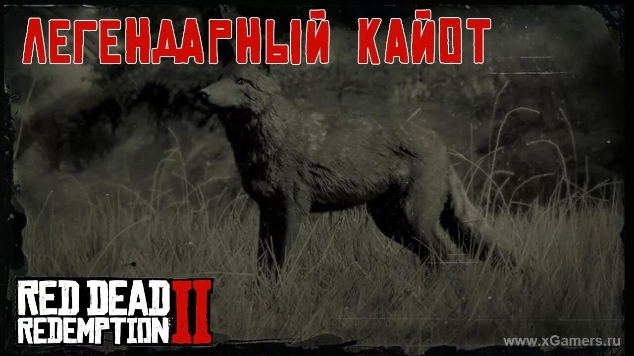 Койот РДР 2. Легендарный койот rdr. Шкура легендарного койота в Red Dead Redemption 2.