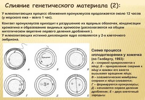 Процесс образования диплоидной