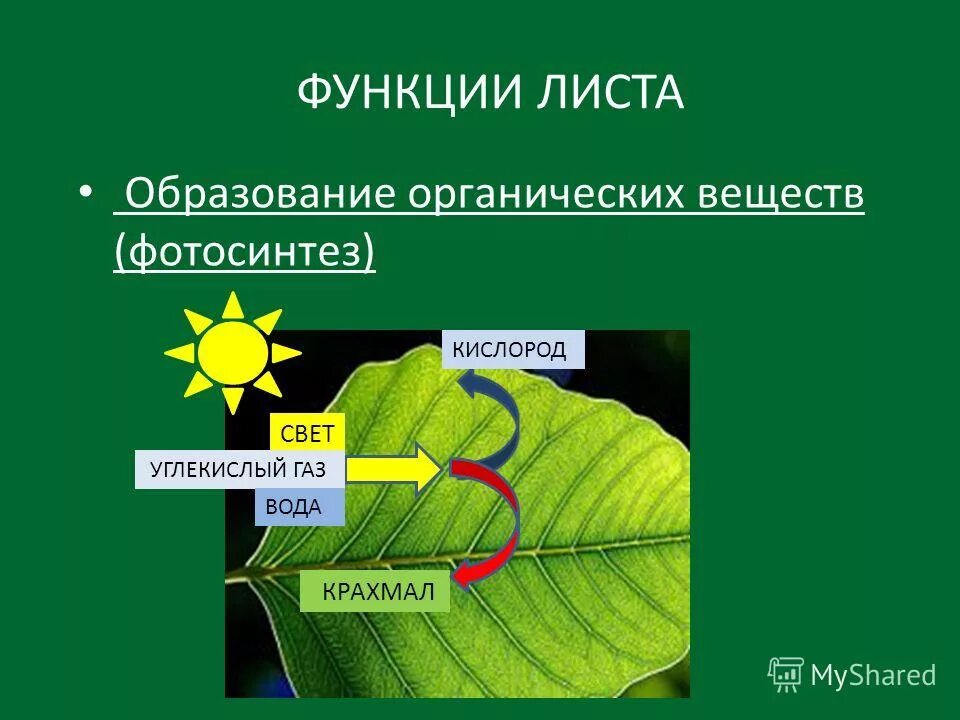 Место образования органических веществ в растении. Функции листа фотосинтез.