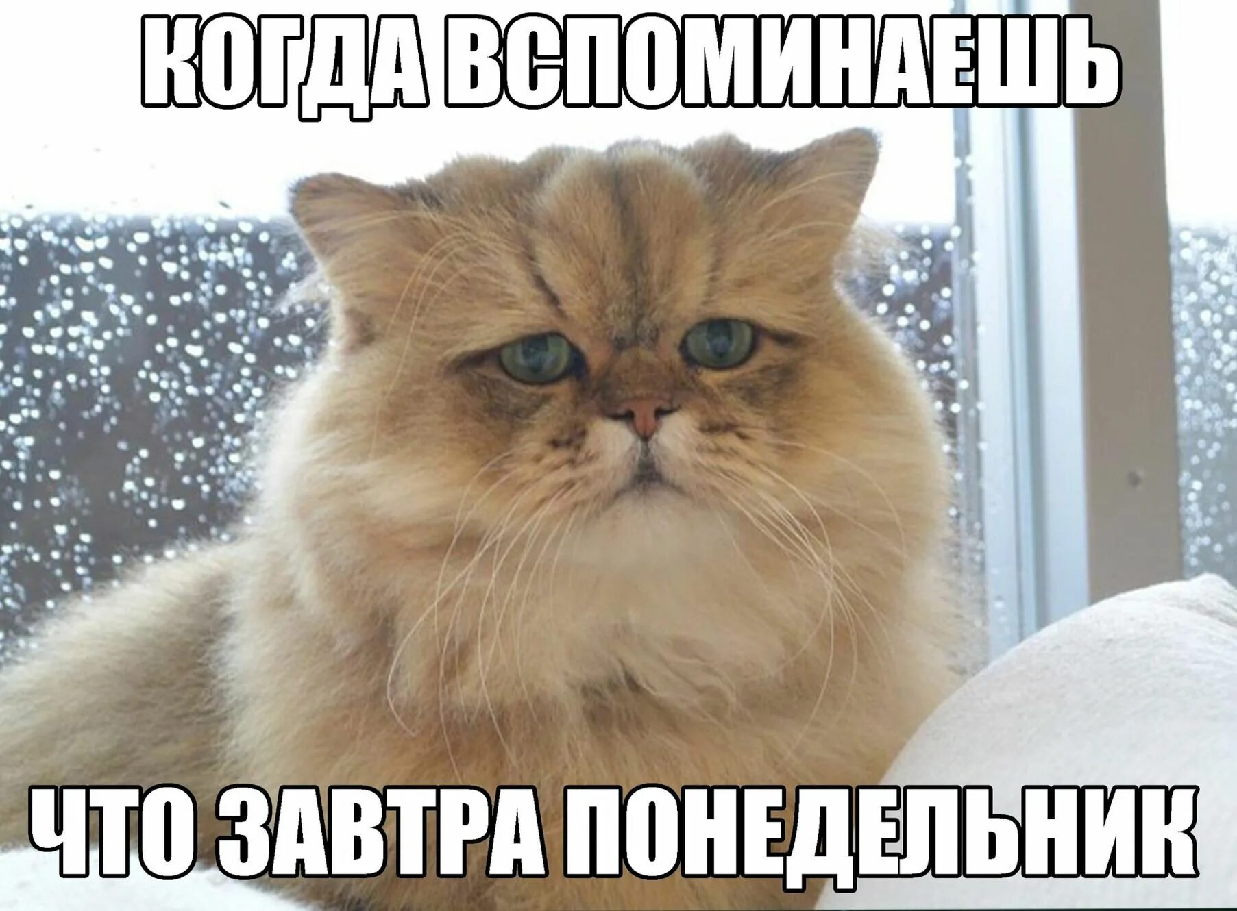 Следующий понедельник. Чан фу. завтра понедельник. завтра понедельник и снова. завтра понедельник картинки.