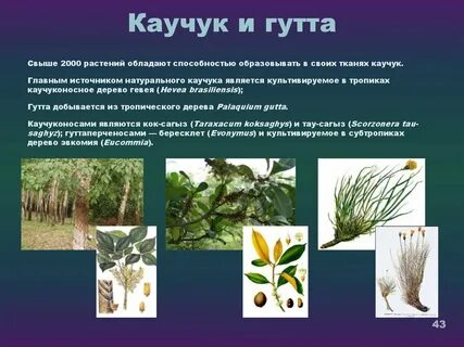 Растения способны образовывать