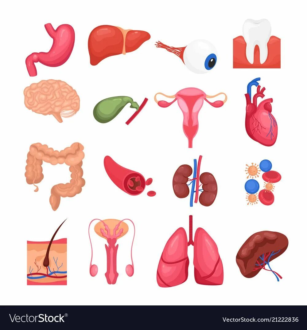 Печень почки легкие селезенка. Органы человека по отдельности. Внутренние органы человека на белом фоне. Органы почки сердце печень легкие. Органы человека мультяшные.