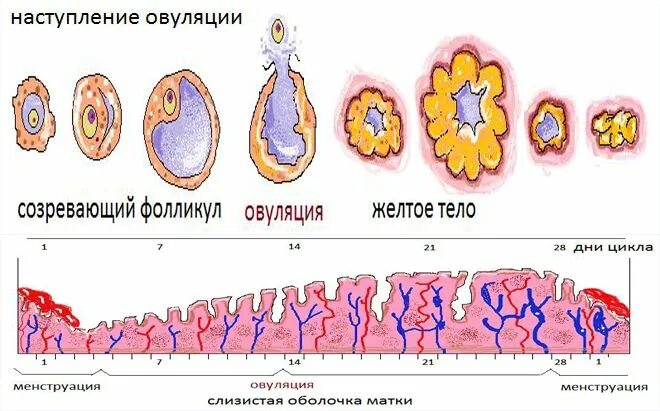 Организм после овуляции. Стадии формирования желтого тела. Желтое тело после овуляции. Формирование желтого тела после овуляции.