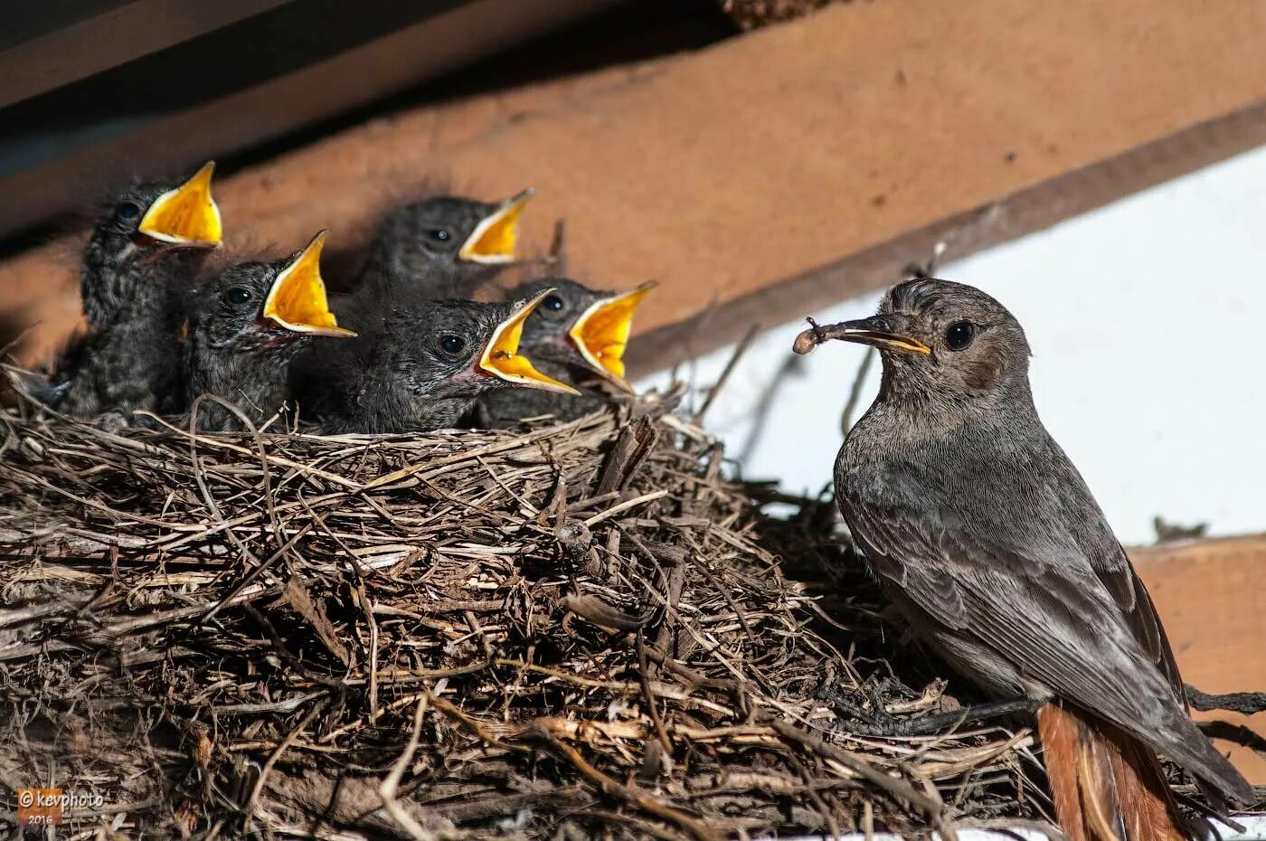 Скворцы сколько птенцов. Скворец птенец слеток. Скворцы сколько птенцов. Голодные птенцы. Скворцы сколько птенцов.