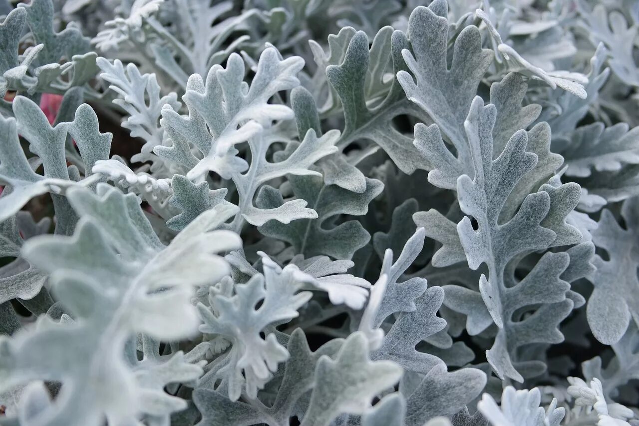 Цинерария Приморская cineraria maritima. Цинерария крестовник. Цинерария Приморская (Senecio cineraria). Цинерария крестовник пепельный.