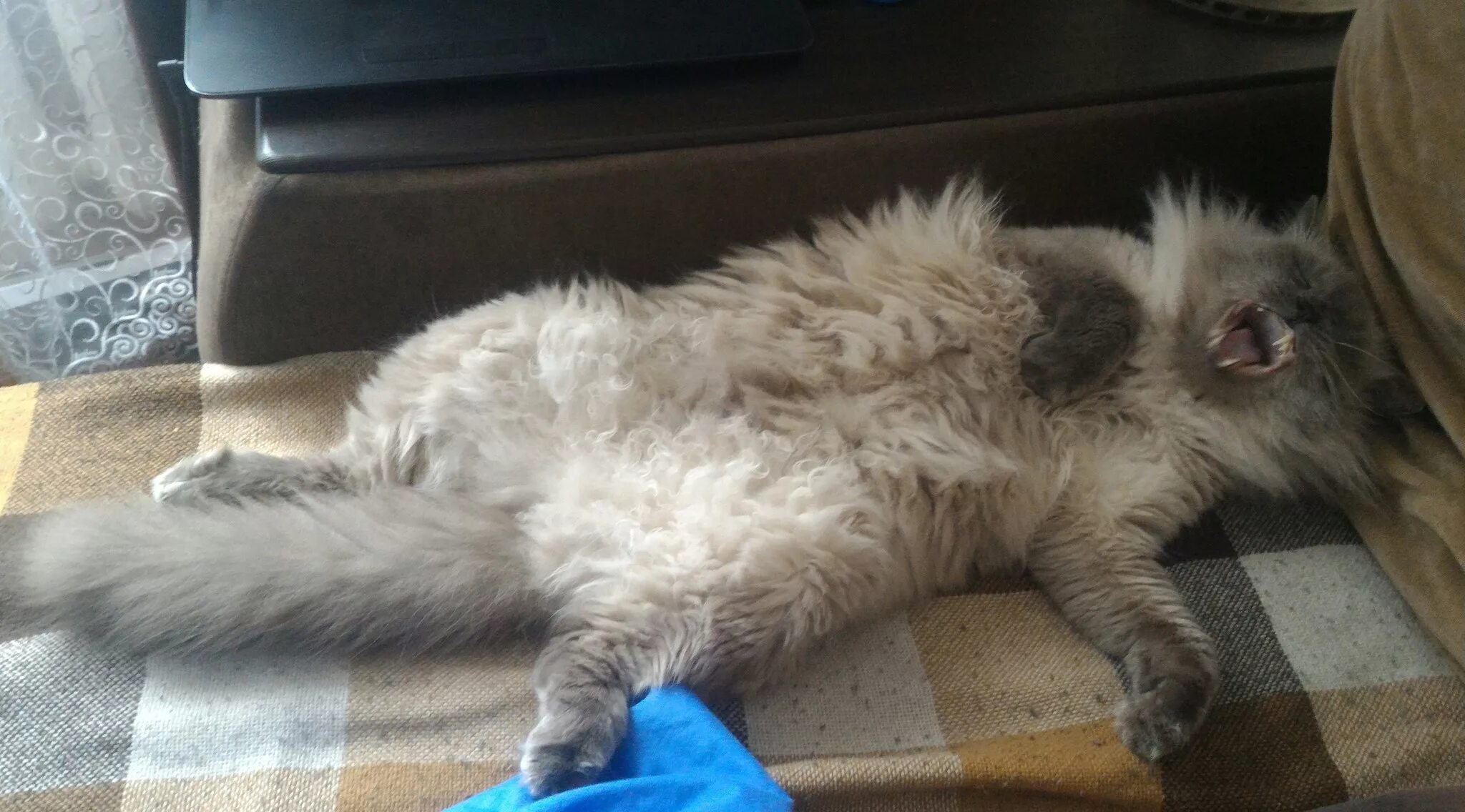 Кот очень вялый