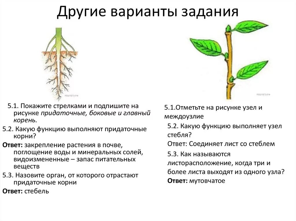 Междоузлие у растений. Междоузлие функции. Какую функцию выполняет узел стебля. Узел и междоузлие.