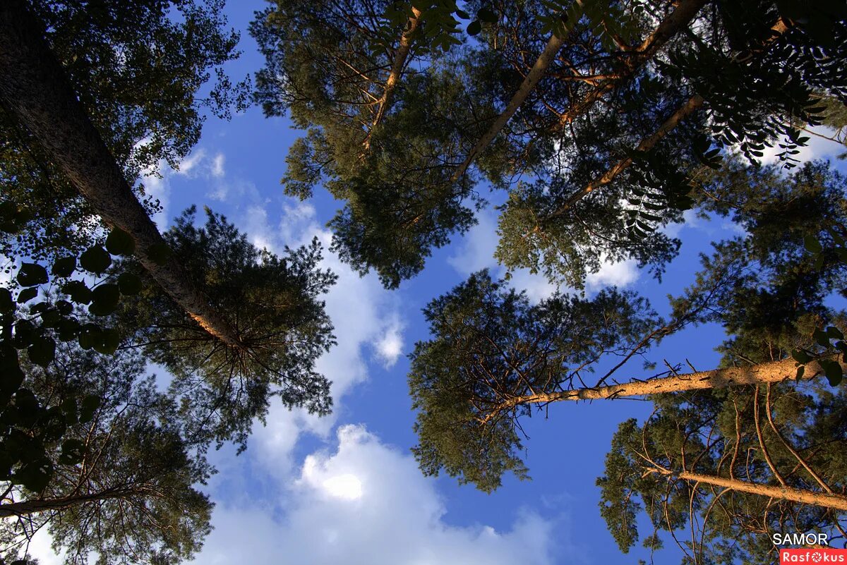 Панорама соснового леса. Сосны на голубом небе. Хвойное дерево с синими бабочками. Молодые сосны и голубое небо. Сосновый лес небо.