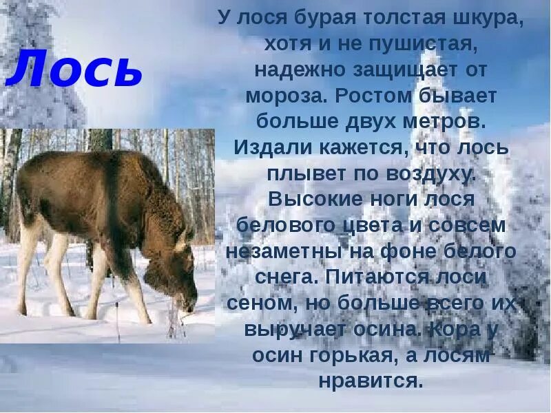 История про лося. Рассказ про лося. сообщение о лосе. лось доклад. лось краткое описание.