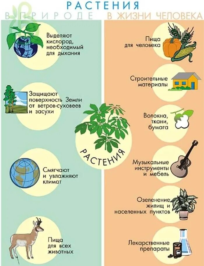 Расскажите о значении растений. Роль опмтений в природе. роль растений в природе. роль растений в жизни человека. коль растений в природе.
