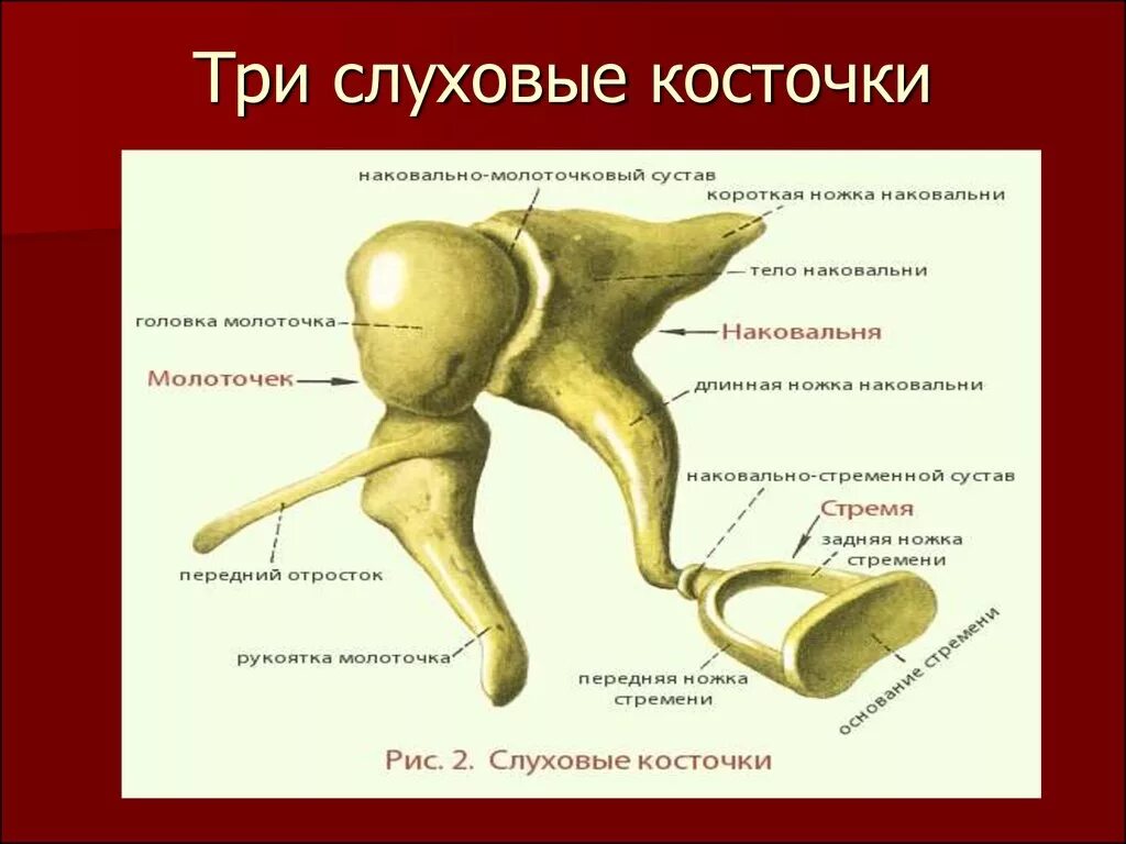 Слуховые косточки выполняют функцию