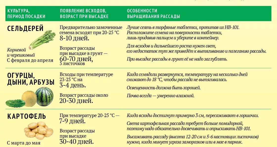 Сельдерей с какого возраста. Сроки посадки семян на рассаду и в открытый грунт. Таблица сроков высадки рассады овощей. Сроки посева семян на рассаду. Когда сажать семена на рассаду.