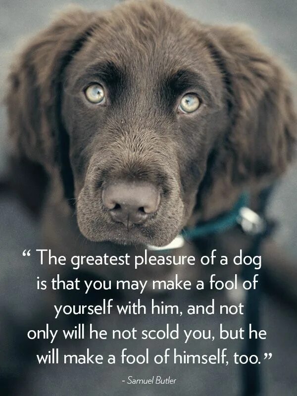 About Dogs. Dog quotes. Pets quotes. Quotes about Dogs.