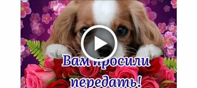 Вам просили передать картинки. Вам просили передать видео с цветами. Видео вам просили передать