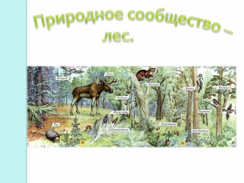 Расскажи о каком либо природном сообществе. Природное сообщество лес. Природное сообщество KTC. Природное сообщество лес обитатели. Лиса природное сообщество.