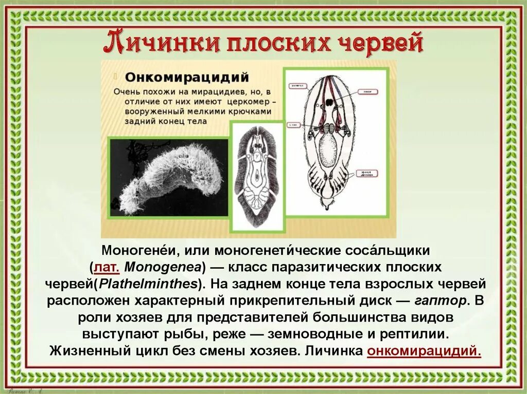 Личинки паразитических плоских червей. Личинки плоских червей название. Личиночные стадии плоских червей. Личиночных стадий сосальщиков