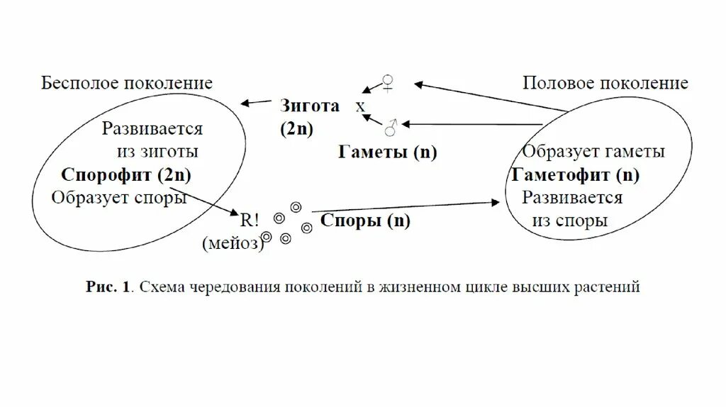 Бесполое и половое поколение растений. Чередование поколений —— спорофита и гаметофита у каких растений. Схема жизненного цикла растений с чередованием поколений. Чередование поколений в жизненном цикле. Чередование поколений у растений таблица.