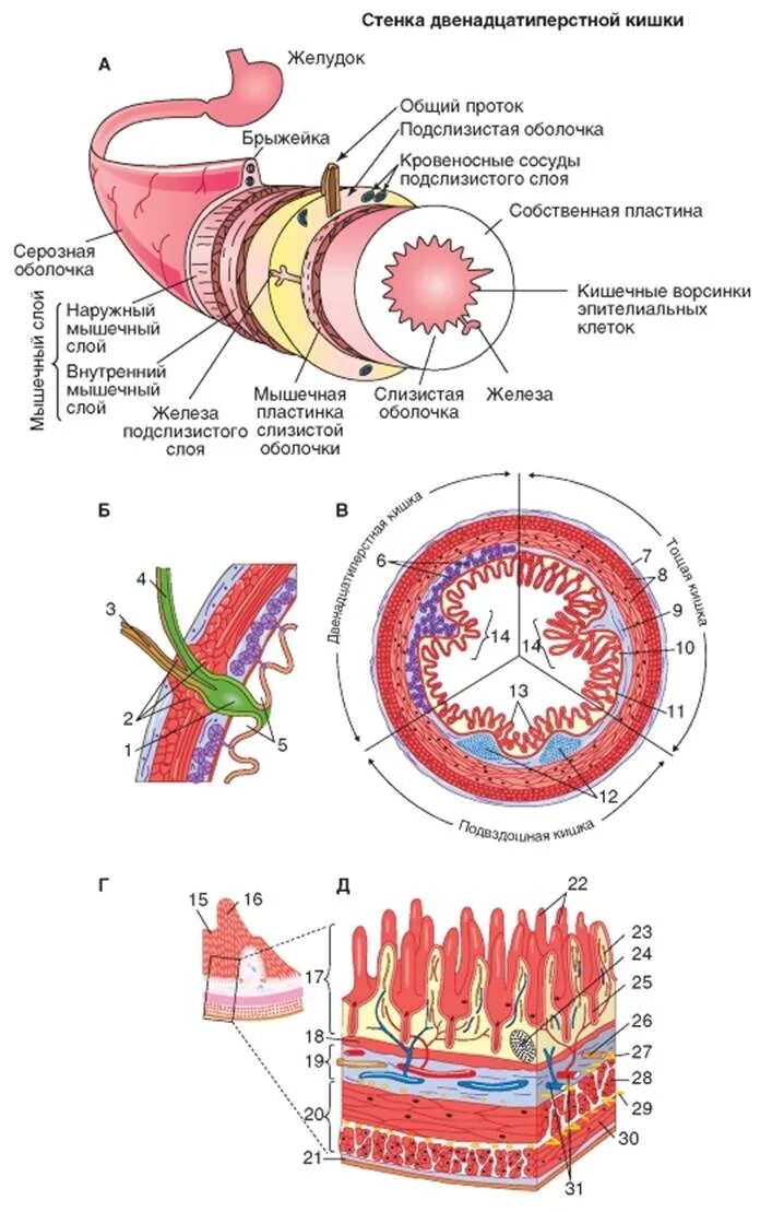 Слизистая оболочка 12 кишки. Строение стенки тонкой кишки анатомия. Строение стенки тонкого кишечника структура. Строение стенки желудочно-кишечного тракта. Строение стенки 12 перстной кишки.
