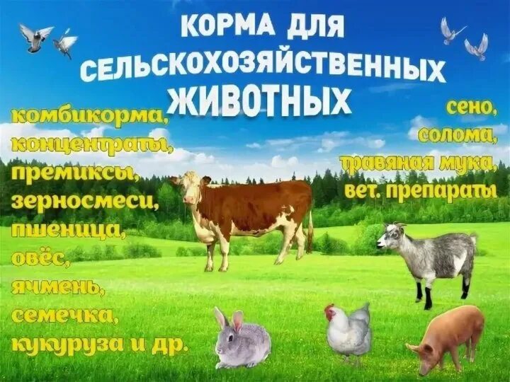Реклама корма для животных. Корма для сельскохозяйственных животных. комбикорм реклама. комбикорма для животных. магазин кормов для сельхоз животных.