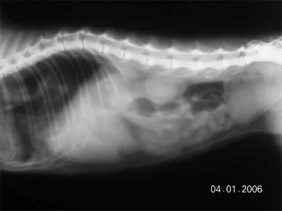 Рентген брюшной полости собаки. Рентген брюшной полости собаки в норме. Опухоль печени у собаки рентген. Неоплазия печени у собаки УЗИ. Увеличенная печень у собаки