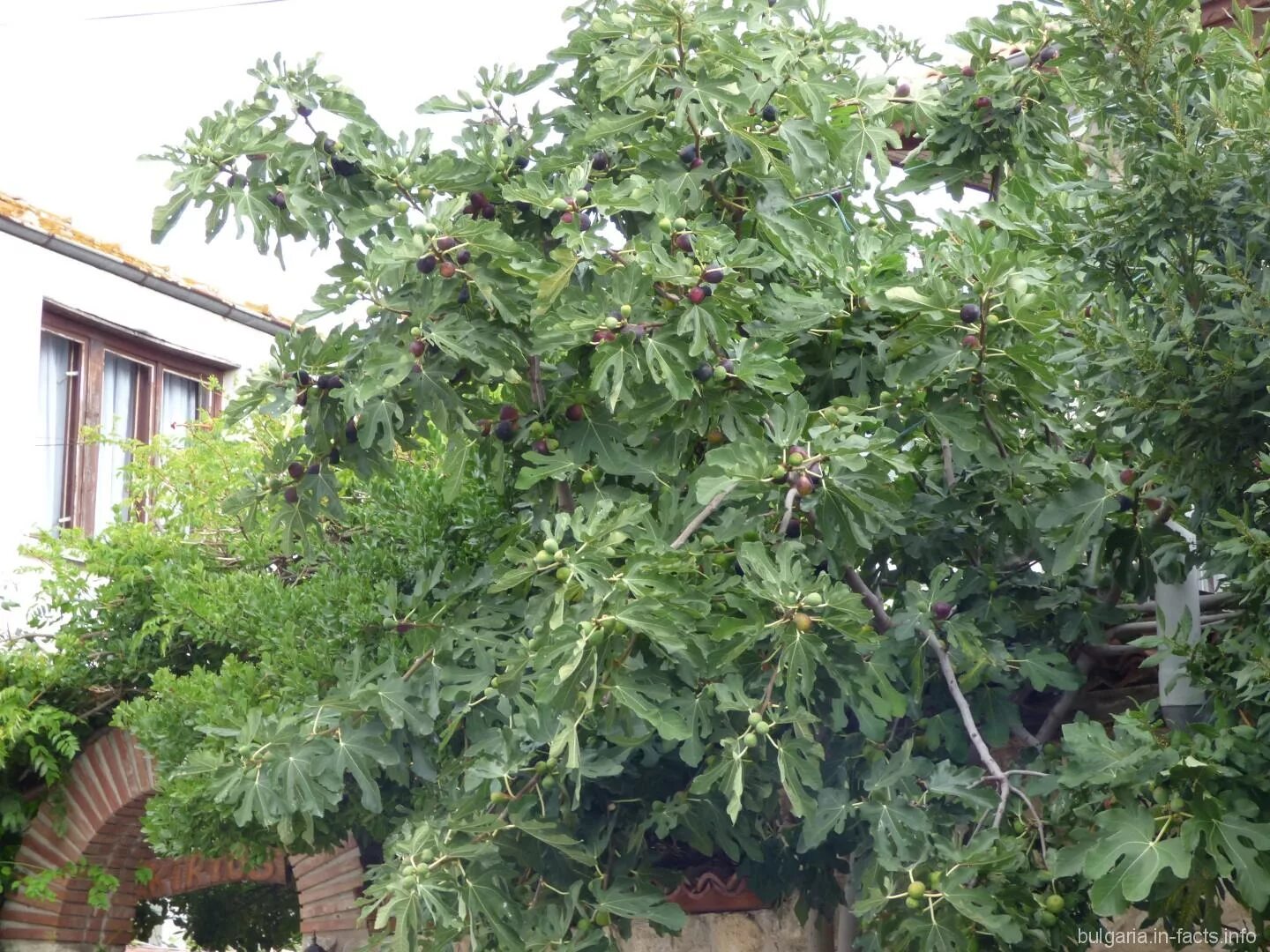 Инжир обыкновенный - Фиговое дерево - Смоква - (лат. Ficus cаrica) семена 100шт 