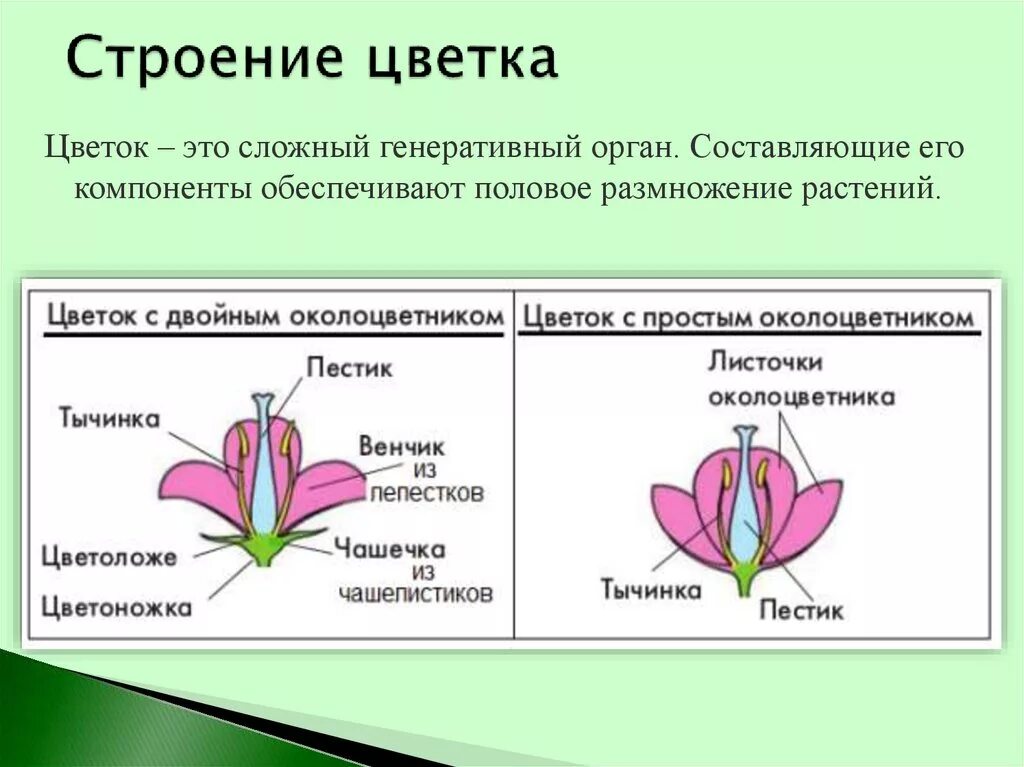 Какой околоцветник изображен на рисунке. Околоцветник строение и функции. Строение цветка насекомоопыляемых растений. Генеративные органы строение цветка. Строение цветков растений.