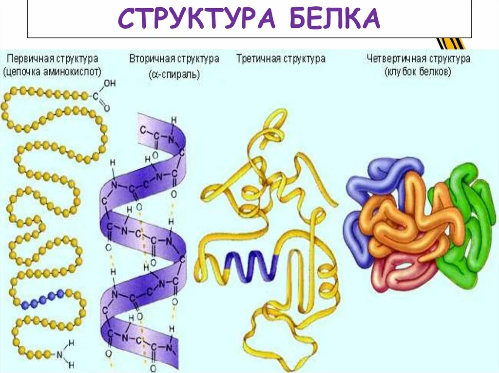 Уровни организации белковой молекулы рисунок. Первичная вторичная четвертичная структура белка. Связи во вторичной и третичной структуре белка. Белок первичная структура вторичная третичная. Вторичная структура белка форма